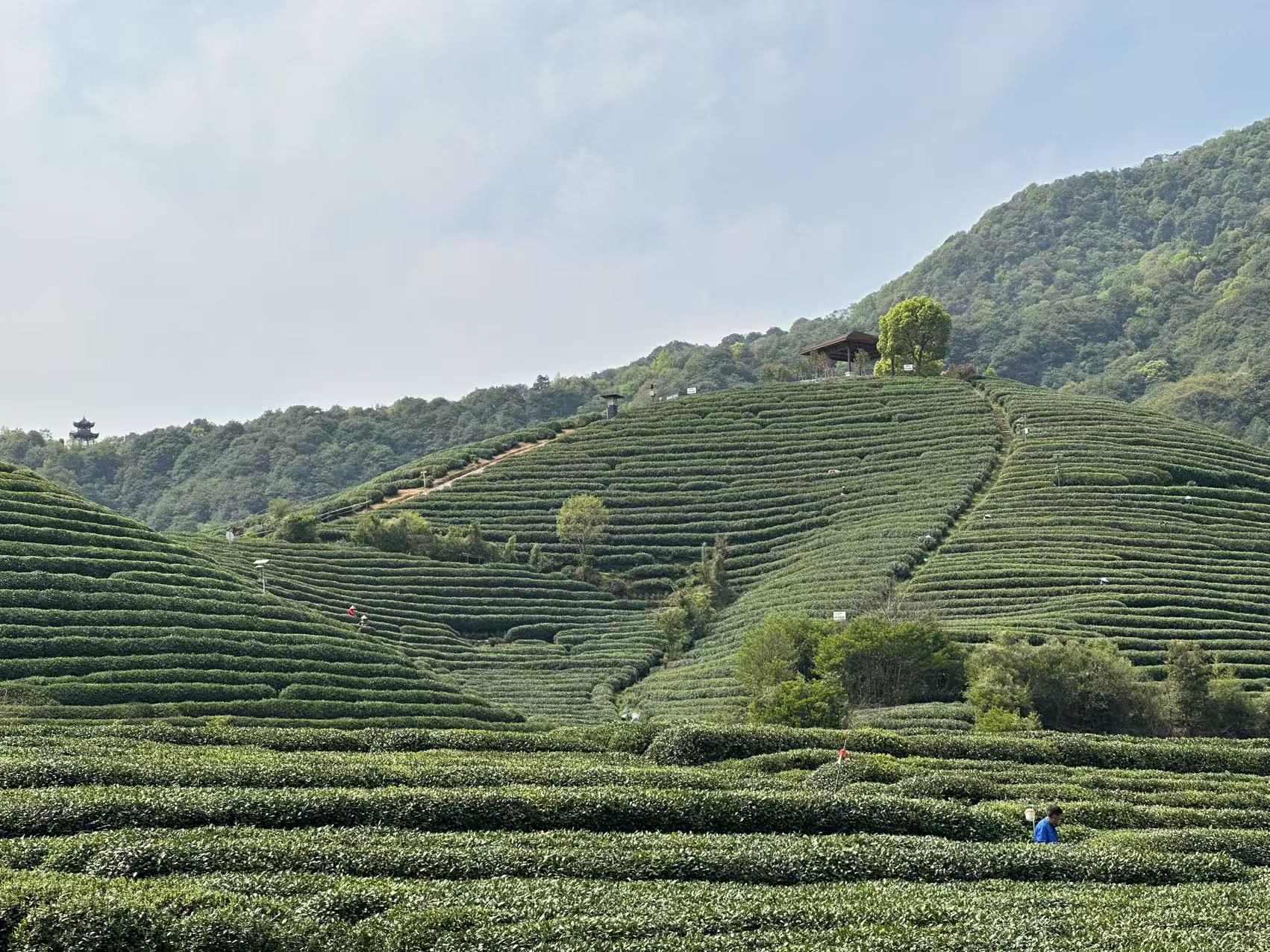 咖啡店喝真奶茶，星巴克打的什么牌？